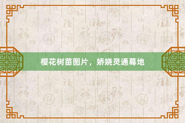 樱花树苗图片，娇娆灵通蓦地